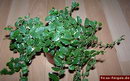 Ficus Pumila